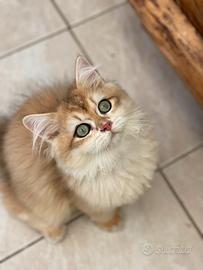 British longhair