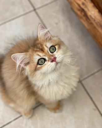 British longhair