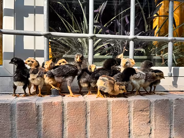Galline