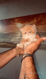 Gatti persiani