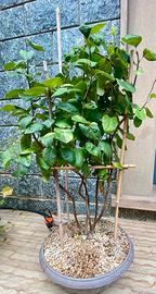 Pre bonsai bosco di alberi di pero