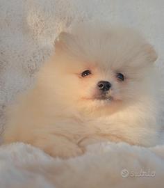 Cucciolo Pomerania con Pedigree e Test Genetici
