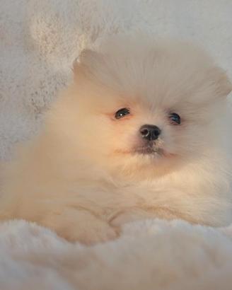 Cucciolo Pomerania con Pedigree e Test Genetici