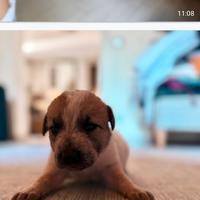 Cuccioli di maremmano/Pitbull