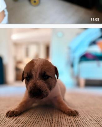 Cuccioli di maremmano/Pitbull