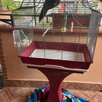 Lory arcobaleno