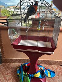 Lory arcobaleno