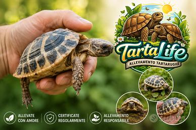 Tartarughe di terra HH e HB - nate 2025/2026
