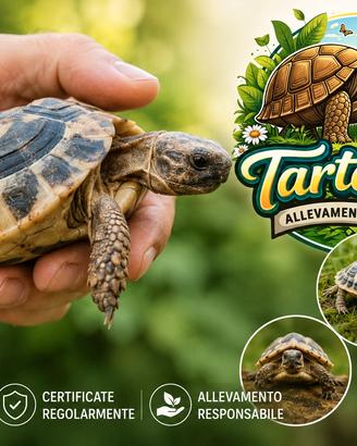 Tartarughe di terra HH e HB - nate 2025/2026