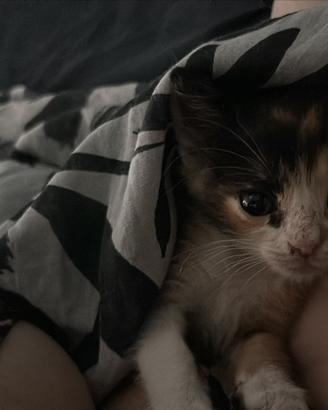 Una famigliola per noi micette?