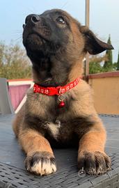 Pastore Belga Malinois