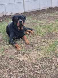 Maschio di Rotwailer