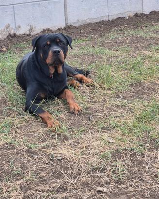 Maschio di Rotwailer