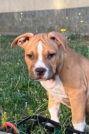 Amstaff cuccioli pedigree