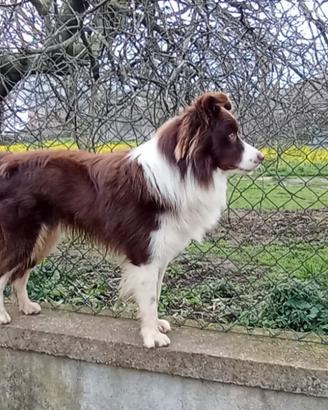 Border collie per cucciolate