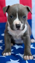 Amstaff cuccioli Blu
