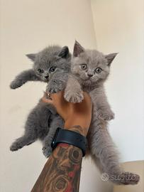 Cuccioli British shorthair