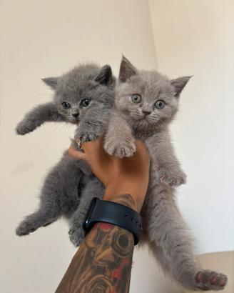 Cuccioli British shorthair