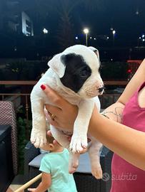 American Bully