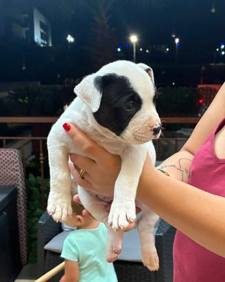 American Bully