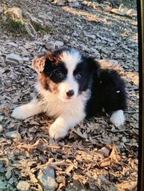 Cuccioli border collie in adozione rimborso