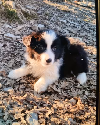 Cuccioli border collie in adozione rimborso