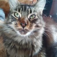 Maine Coon