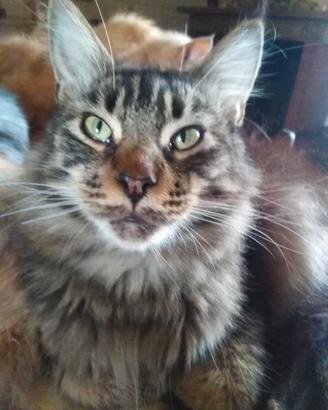 Maine Coon