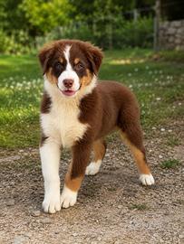 Maschietto pastore australiano pedigree