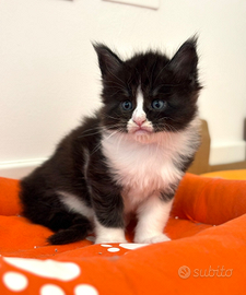 Cucciolo di maine coon