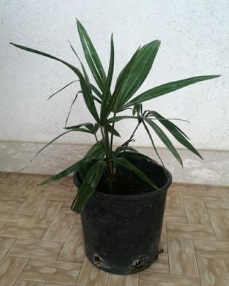 Palme