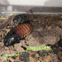 Blatte del Madagascar (Gromphadorhina Portentosa)