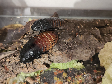 Blatte del Madagascar (Gromphadorhina Portentosa)