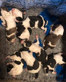 Fox terrier pelo ruvido Lakeland