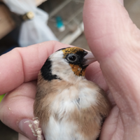 Cardellini Ancestrali tschusii 2025