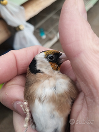 Cardellini Ancestrali tschusii 2025