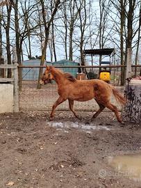 Puledra quarter buskin