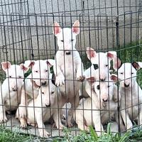 Bull terrier inglese cuccioli