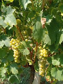 uva moscato bianco