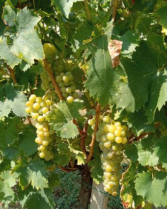 uva moscato bianco