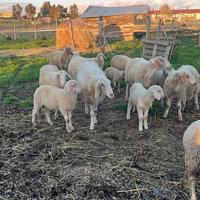 Vendita pecore da carne