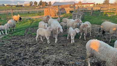 Vendita pecore da carne