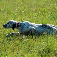 Setter Inglese pronta caccia
