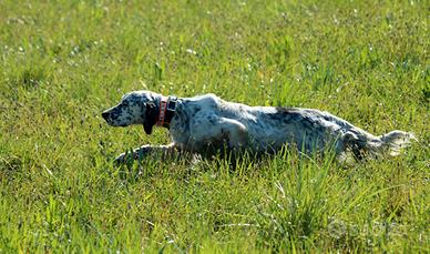 Setter Inglese pronta caccia