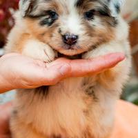 Australian Shepherd/ Pastore Australiano