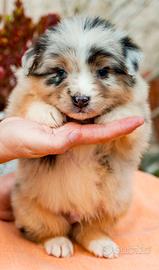 Australian Shepherd/ Pastore Australiano