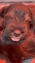 Cuccioli schnauzer nano nero argento