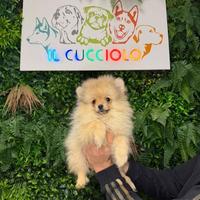 Cuccioli di spitz pomerania M e F