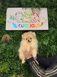 Cuccioli di spitz pomerania M e F