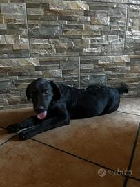 Cucciola Labrador Retriever pedigree nera